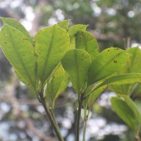 Semecarpus parvifolius Thwaites